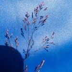 Calamagrostis canescens Flower