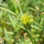 Carex bohemica Flor
