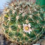 Mammillaria discolorফুল