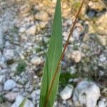 Setaria italica Blatt