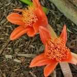 Haemanthus coccineus Květ