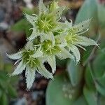 Sempervivum globiferum Flor