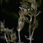 Mentzelia involucrata Flower