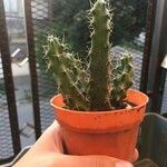 Echinocereus pentalophus Leaf