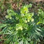 Helleborus foetidus Flower