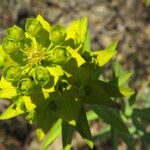 Euphorbia biumbellata Blüte