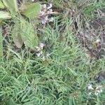 Astragalus austriacus List