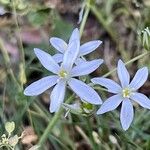 Ornithogalum gussonei Fleur