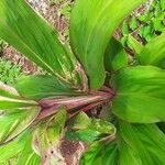 Cordyline australis叶