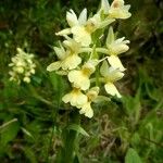 Dactylorhiza insularis Flower