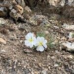 Eulobus californicus Flower