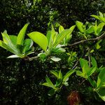 Malus coronaria Leaf