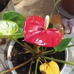 Anthurium andraeanum Flower