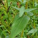 Hypericum annulatum Liść