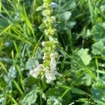 Stachys recta Other