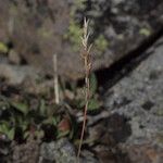 Agrostis humilis