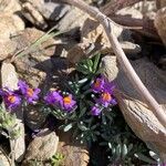 Linaria alpina Цвят