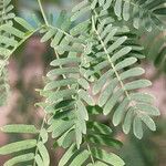 Senegalia senegal Лист
