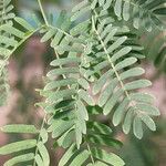 Acacia senegal Leaf