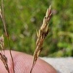 Agrostis stolonifera Květ