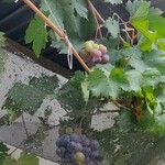 Vitis viniferaFruit