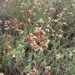 Eriogonum fasciculatum Blüte