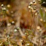 Spergula morisonii Fruct