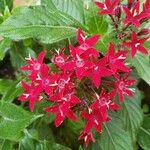 Pentas lanceolataപുഷ്പം