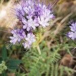 Phacelia tanacetifolia Blomst