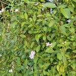 Lantana involucrataNatur