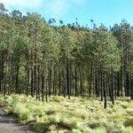 Pinus hartwegii ശീലം