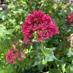 Centranthus ruberBlomma