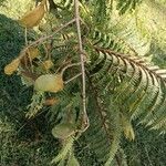 Jacaranda mimosifolia 果
