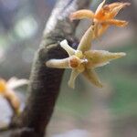 Tridactyle anthomaniaca Flower