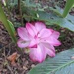 Curcuma aromatica 花