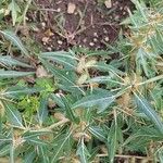 Xanthium spinosum Folha