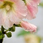Alcea rosea Fiore