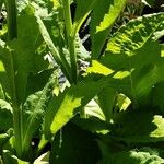 Aster tataricus Leaf