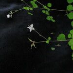Thalictrum javanicum Costuma