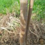 Eucalyptus parvula Bark