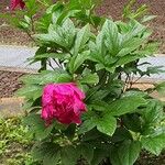 Paeonia officinalis ശീലം