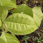 Nicotiana tabacum Ліст