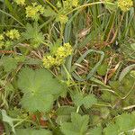 Alchemilla filicaulis ശീലം