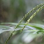 Linospadix palmerianus Flower