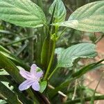 Ruellia prostrata Květ