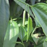 Piper arboreum Fruit