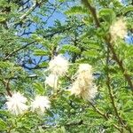 Vachellia etbaica Flor