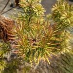 Banksia spinulosa Φύλλο