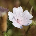 Malva hispanica Flor