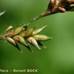 Carex elongata Fruit